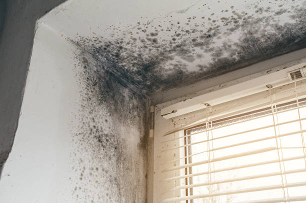 Affordable Mold Removal solutions in Warren, IL